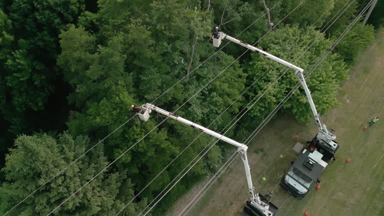 Best Utility Line Clearance  in Primera, TX