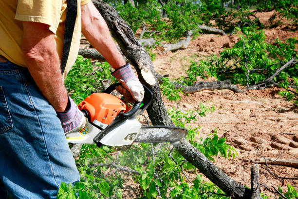 Best Tree and Shrub Care  in Primera, TX